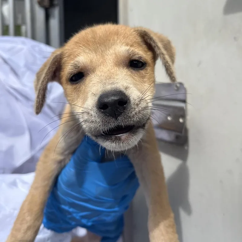 A baby small-sized female Shepherd dog named Luetta for adoption in Edinburg, TX