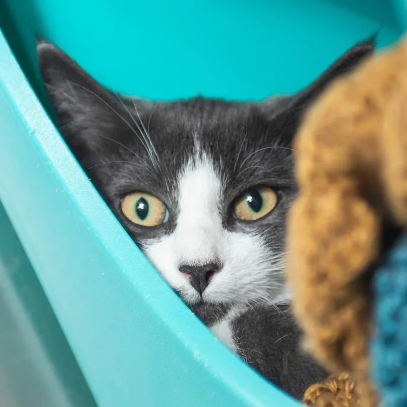 A baby small-sized male Gray / Blue / Silver Domestic Short Hair cat named Isosceles for adoption in Middletown, RI