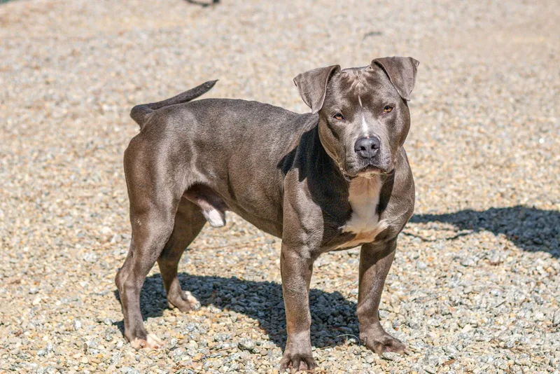 A young large-sized male Terrier dog named Derek for adoption in Hilton Head Island, SC