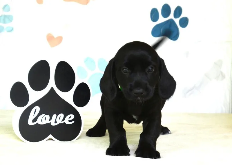 A baby medium-sized male Black Spaniel dog named Jamy for adoption in Willingboro, NJ