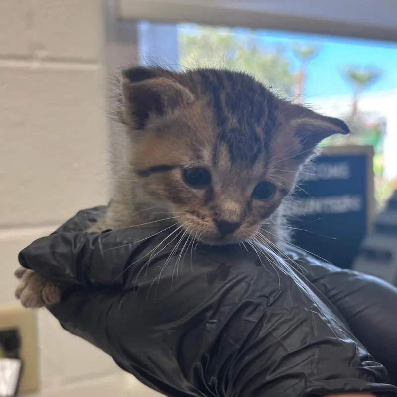 A baby small-sized male Brown / Chocolate Domestic Short Hair cat named Venus for adoption in Corpus Christi, TX