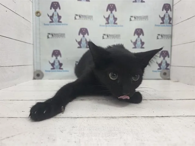 A baby small-sized female Domestic Short Hair cat named Rainbow for adoption in Orlando, FL