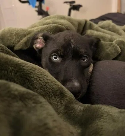 Griswold thumbnail 2