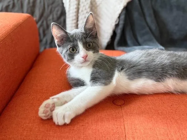 A baby medium-sized male Gray & White Domestic Short Hair cat named Comet for adoption in Murfreesboro, TN