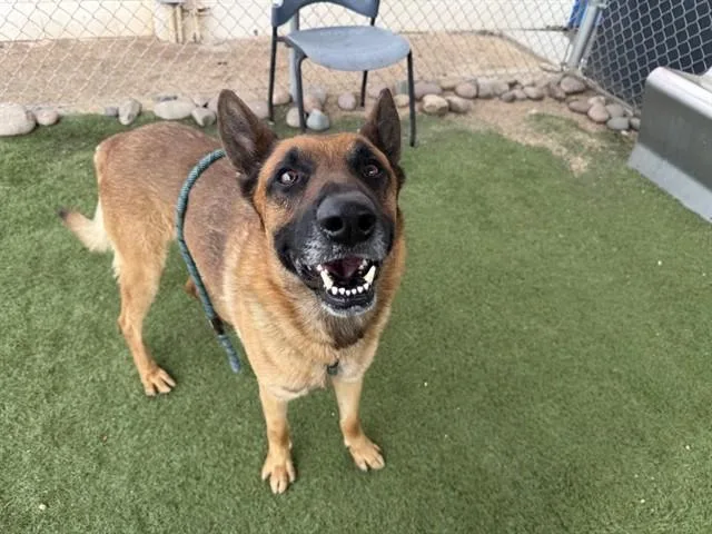 An adult large-sized male German Shepherd Dog dog named Rocket for adoption in Phoenix, AZ