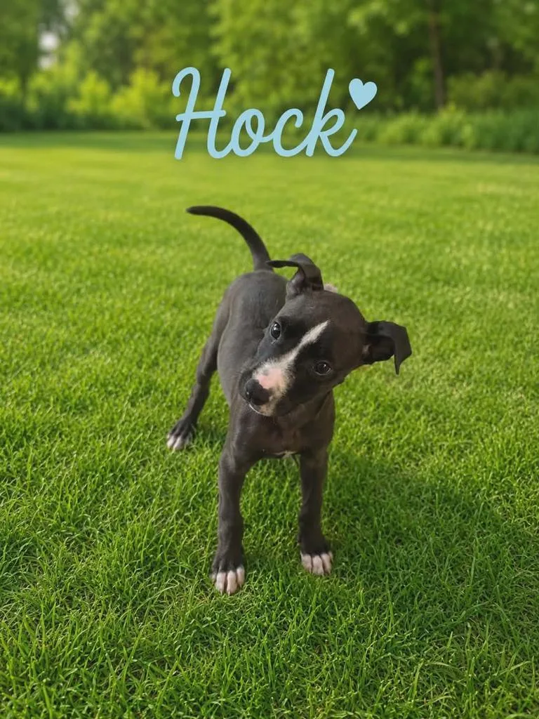 Hock thumbnail 2