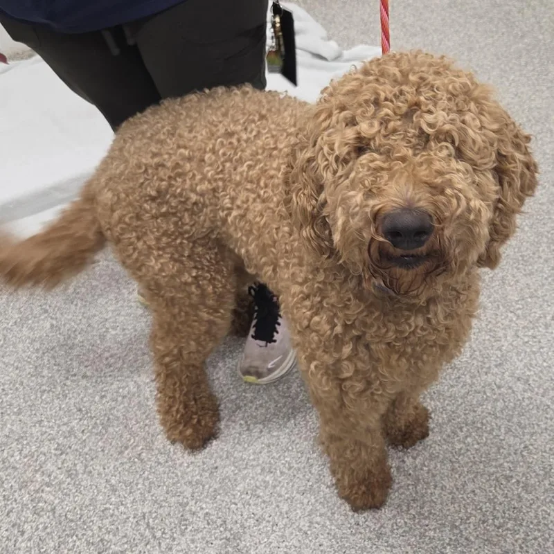 An adult medium-sized female Apricot / Beige Poodle dog named Curly Pie for adoption in Arlington, VA