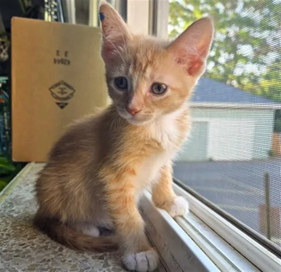 A baby small-sized female Domestic Short Hair cat named Fiza for adoption in Denver, CO