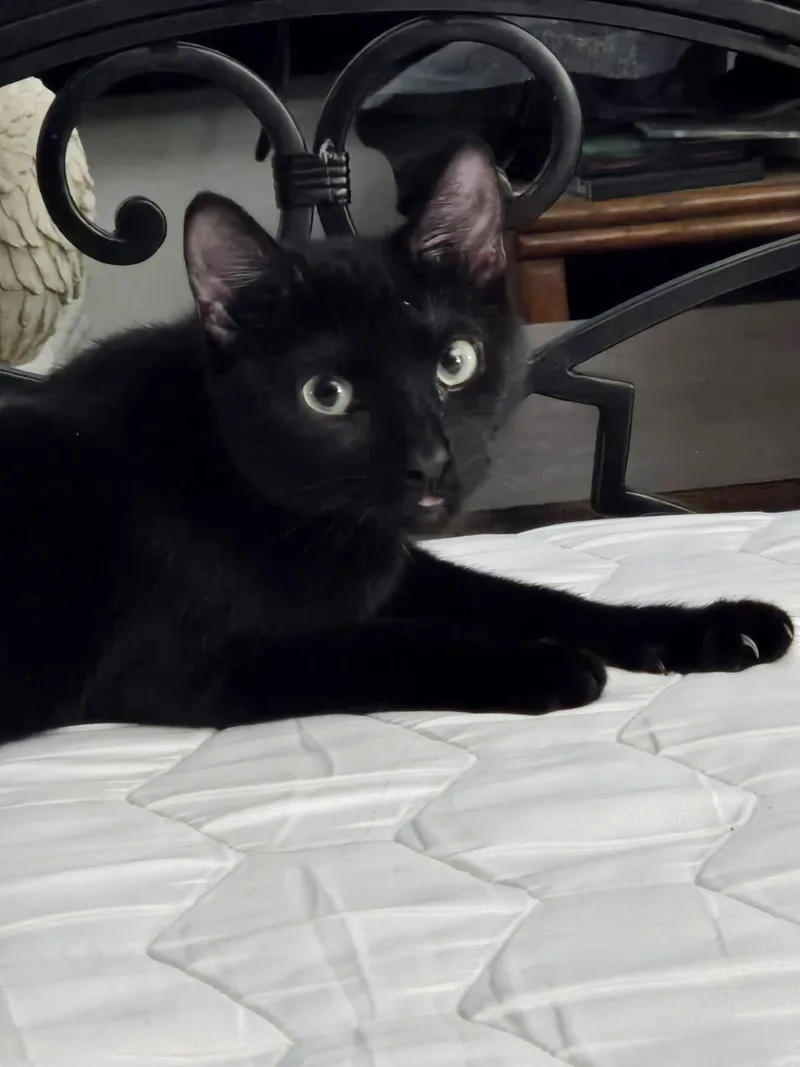 A baby medium-sized female Black Tabby cat named Padfoot for adoption in MONTGOMERY, TX