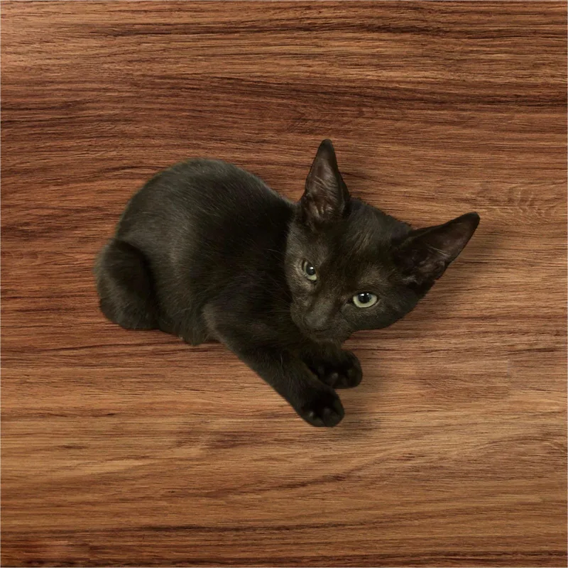 Padfoot thumbnail 2