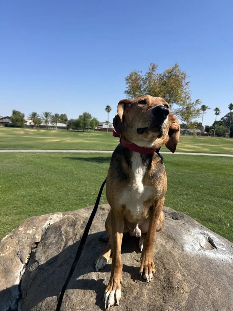 An adult medium-sized male Foxhound dog named Willy for adoption in Tigard, OR