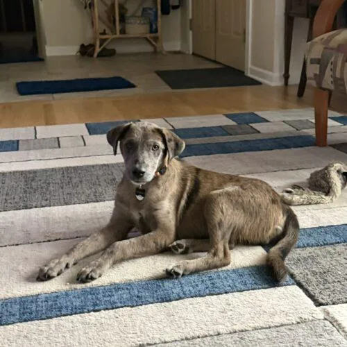 A baby small-sized male Gray / Blue / Silver Catahoula Leopard Dog dog named Ruger for adoption in Lincolnshire, IL
