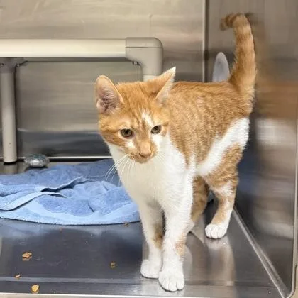 A young small-sized male Domestic Short Hair cat named Oliver for adoption in Wilkesboro, NC
