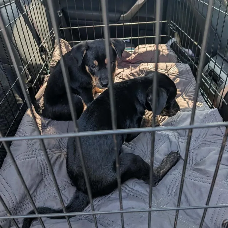 A baby small-sized male Black Labrador Retriever dog named Boone for adoption in Clarksville, TN