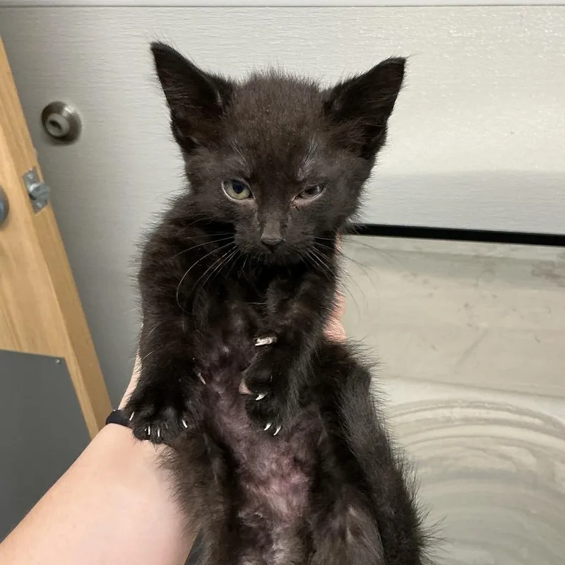 A baby small-sized male Black Domestic Short Hair cat named Salem for adoption in St Joseph, MO