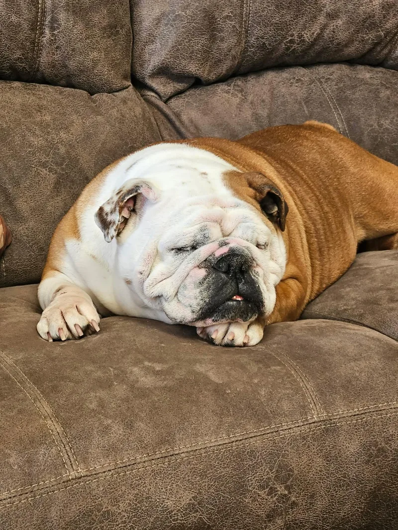 A young medium-sized female Yellow / Tan / Blond / Fawn English Bulldog dog named Yeti for adoption in Chicago, IL