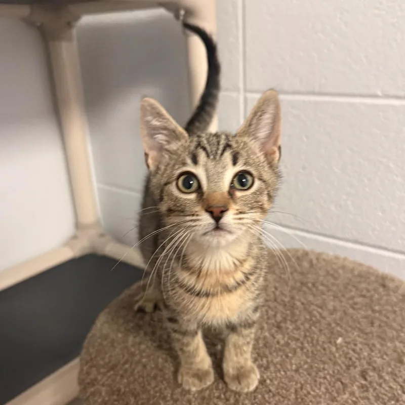 A baby small-sized female Brown / Chocolate Domestic Short Hair cat named Smoke for adoption in South Elgin, IL