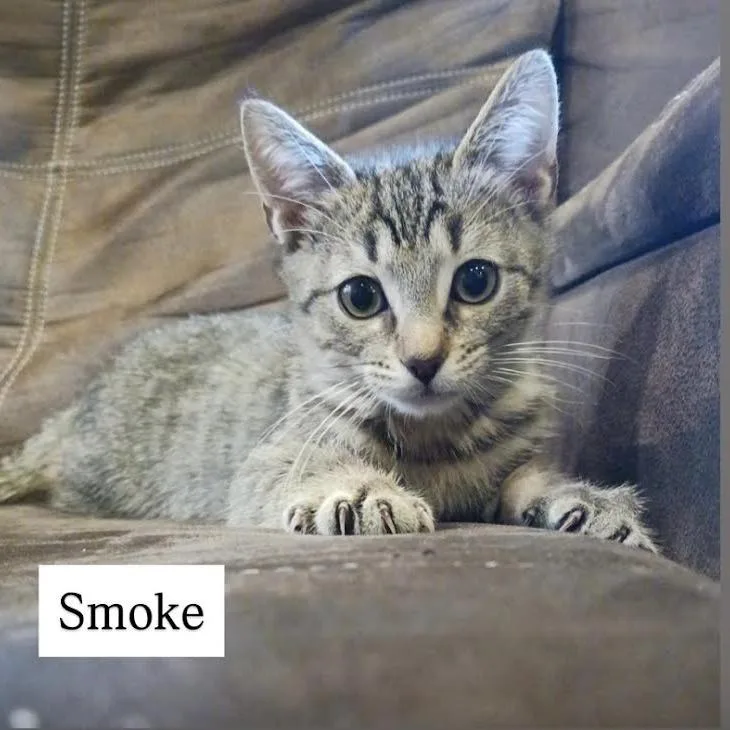 Smoke thumbnail 3