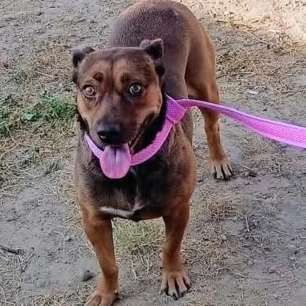 A young medium-sized female Brown / Chocolate Dachshund dog named Hazel for adoption in Paramus, NJ