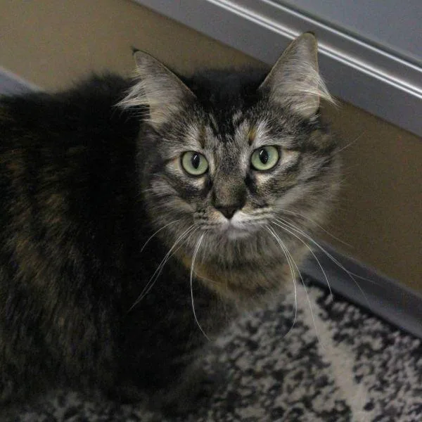 An adult medium-sized female Domestic Long Hair cat named Toola Bonded Buddy for adoption in Des Moines, IA