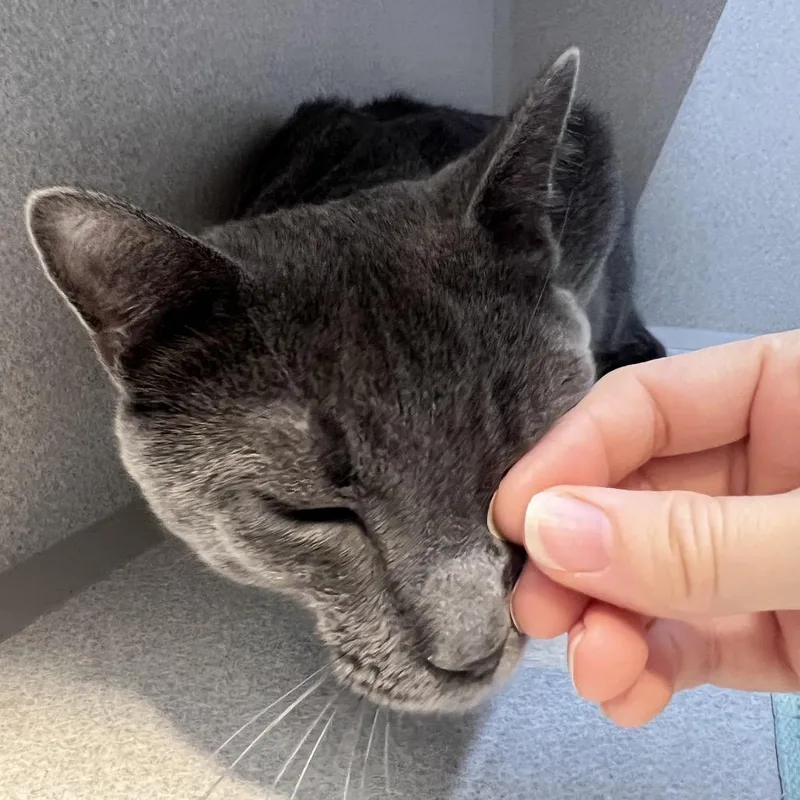 A young medium-sized male Gray / Blue / Silver Domestic Short Hair cat named Mellow for adoption in Pittsburgh, PA