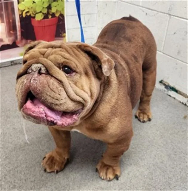 An adult medium-sized male English Bulldog dog named Brutus for adoption in San Bernardino, CA
