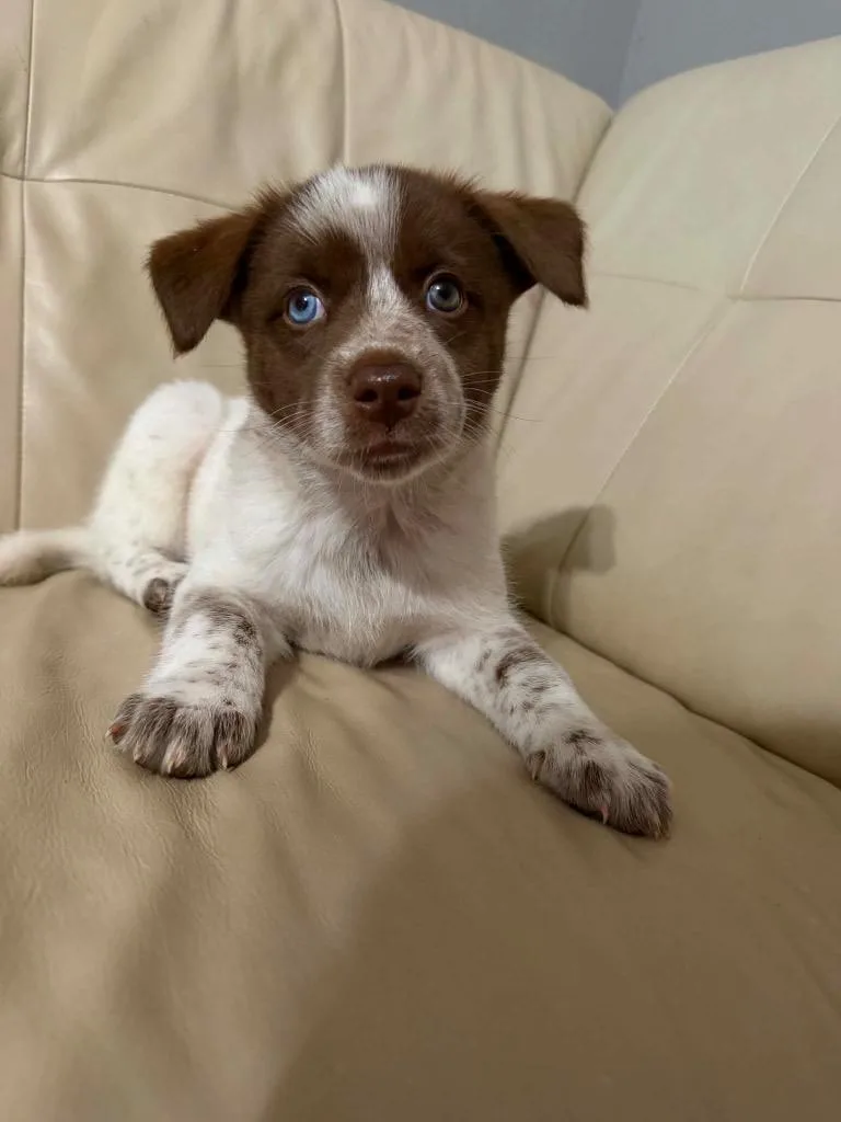 A baby large-sized female Australian Shepherd dog named Belu for adoption in Clinton, SC