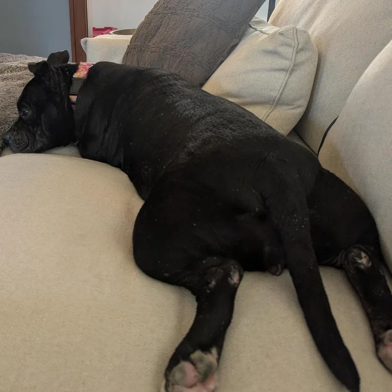 An adult medium-sized female Black American Staffordshire Terrier dog named Ginny for adoption in Wauwatosa, WI