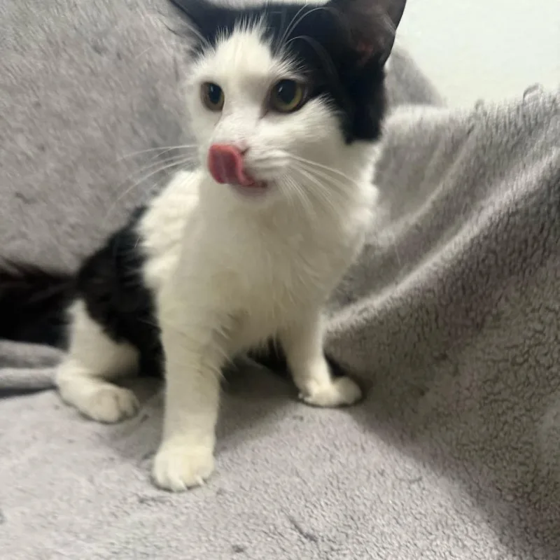 A young small-sized female Black Domestic Short Hair cat named Pump for adoption in Brea, CA