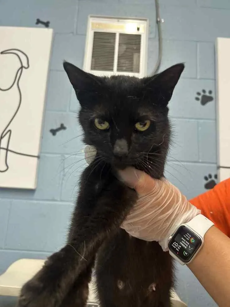 An adult small-sized female Black Domestic Short Hair cat named Lizzie for adoption in Evansville, IN