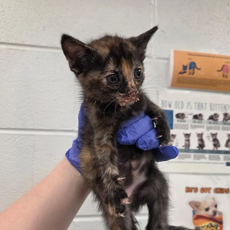 A baby small-sized female Tortoiseshell Domestic Short Hair cat named Pendragon for adoption in Chattanooga, TN