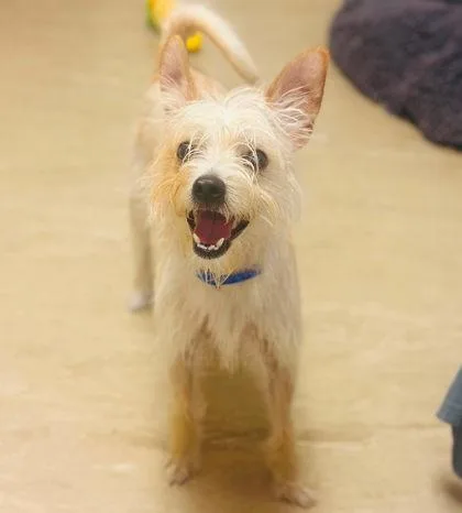 An adult small-sized male Mixed Breed dog named Norwood for adoption in West Chester, PA