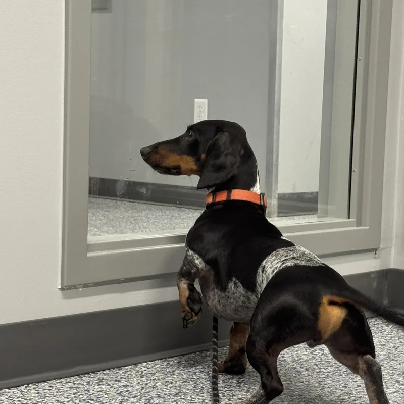 An adult small-sized male Dachshund dog named Peanut for adoption in Watertown, WI