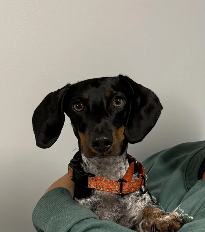 Peanut thumbnail 3