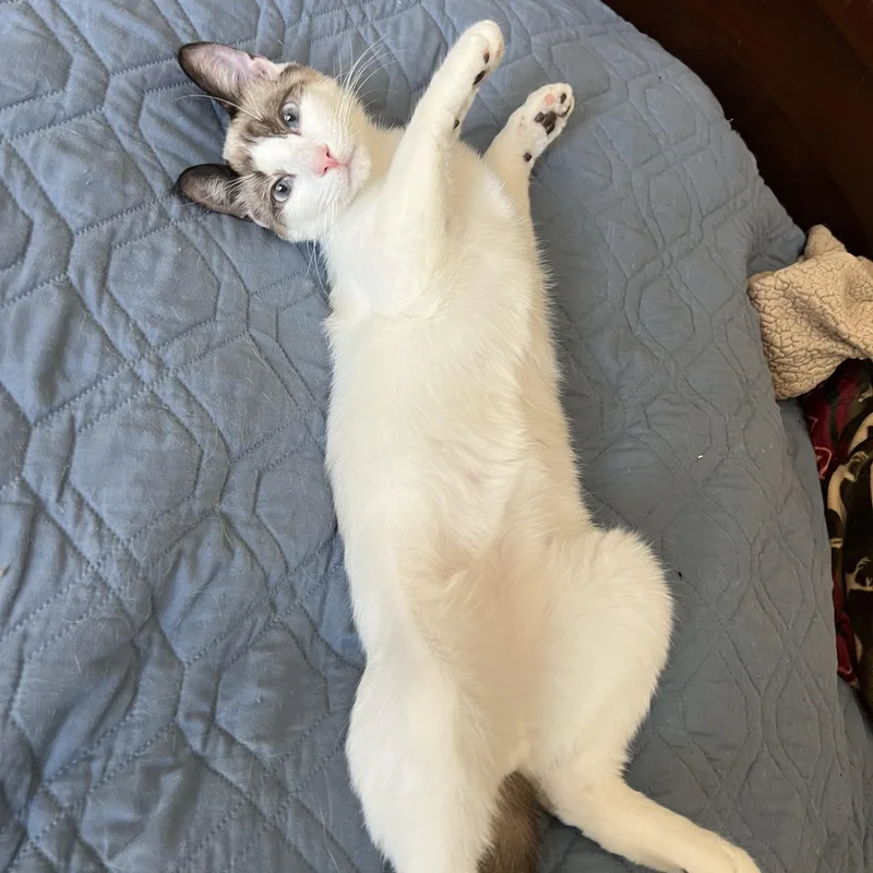 Seren Babies thumbnail 2