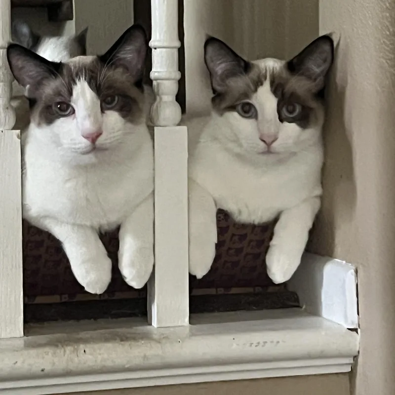 Seren Babies thumbnail 3