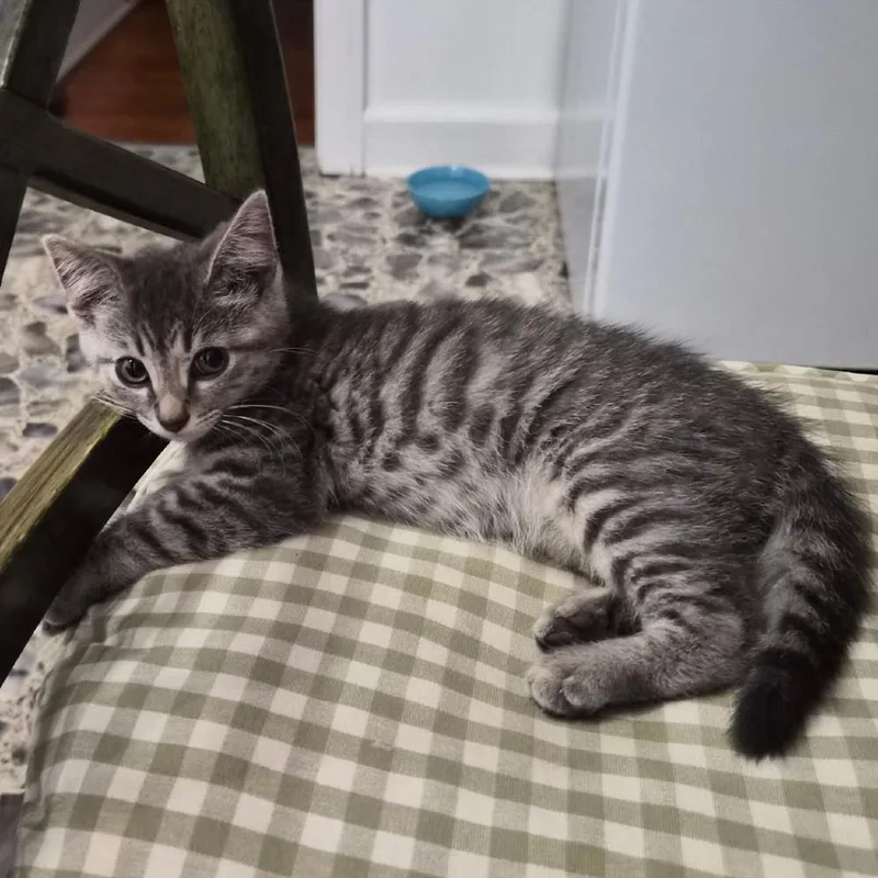 Xena