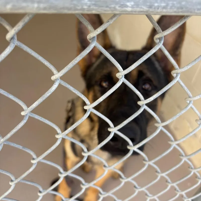A baby small-sized male German Shepherd Dog dog named Kaiser for adoption in Newark, NJ