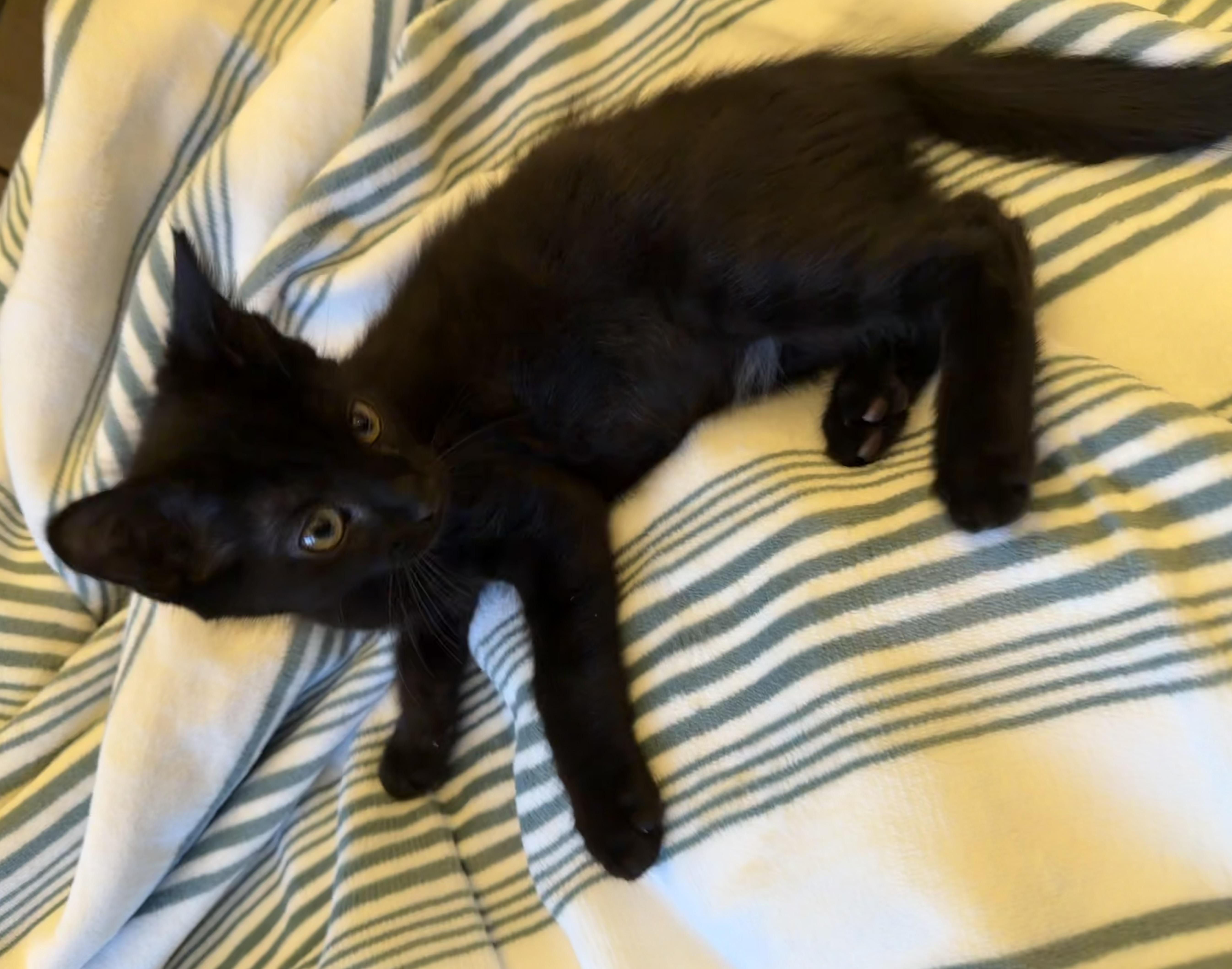 A baby medium-sized male Black & White / Tuxedo Domestic Short Hair cat named Connor for adoption in Ephrata, WA