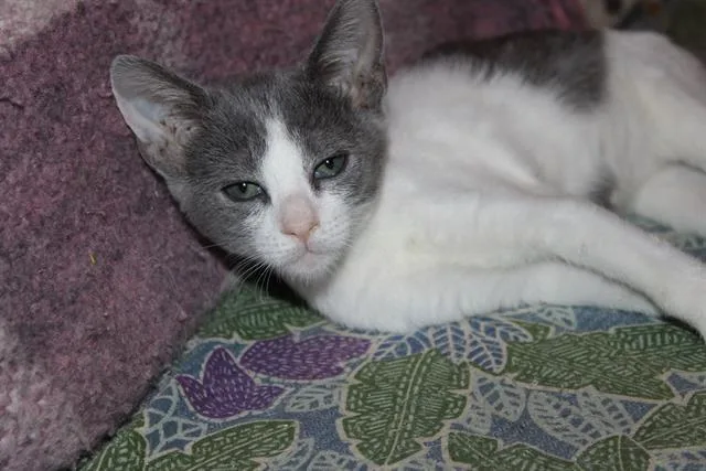 A baby small-sized female Domestic Short Hair cat named Twinky for adoption in Tustin, CA