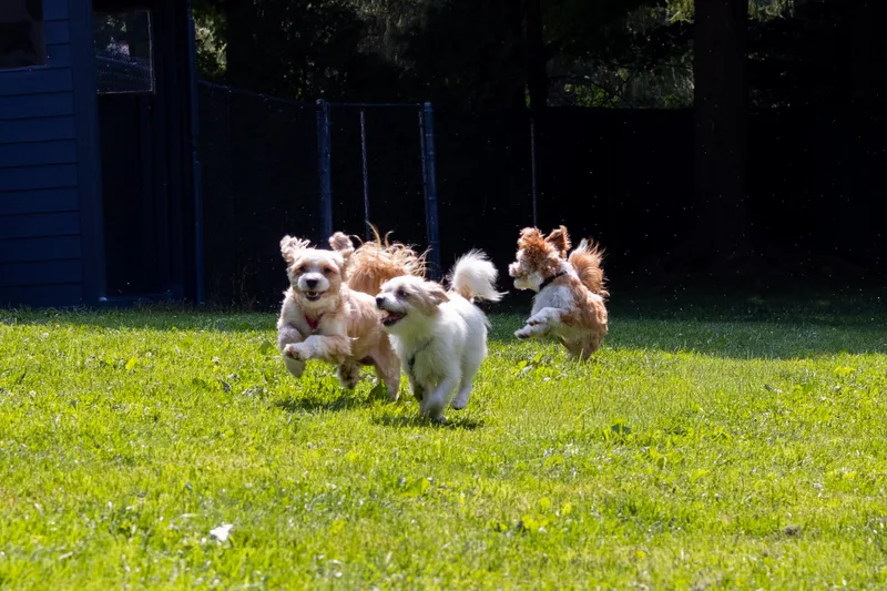 A young small-sized male Shih Tzu dog named Skipper for adoption in Terryville, CT