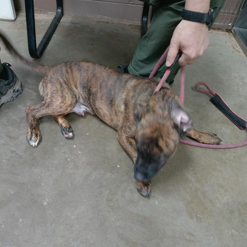 A young medium-sized male Brindle American Staffordshire Terrier dog named 26-025 for adoption in Carrollton, OH