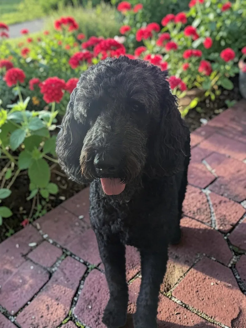 An adult large-sized male Standard Poodle dog named Harry for adoption in McKinney, TX
