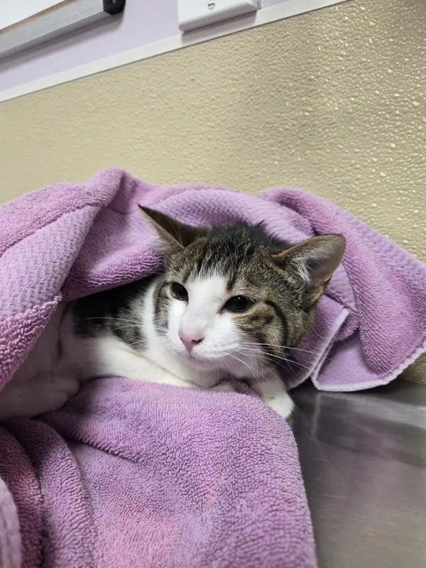 A young medium-sized male Domestic Short Hair cat named Stanley Yelnats for adoption in Vancouver, WA