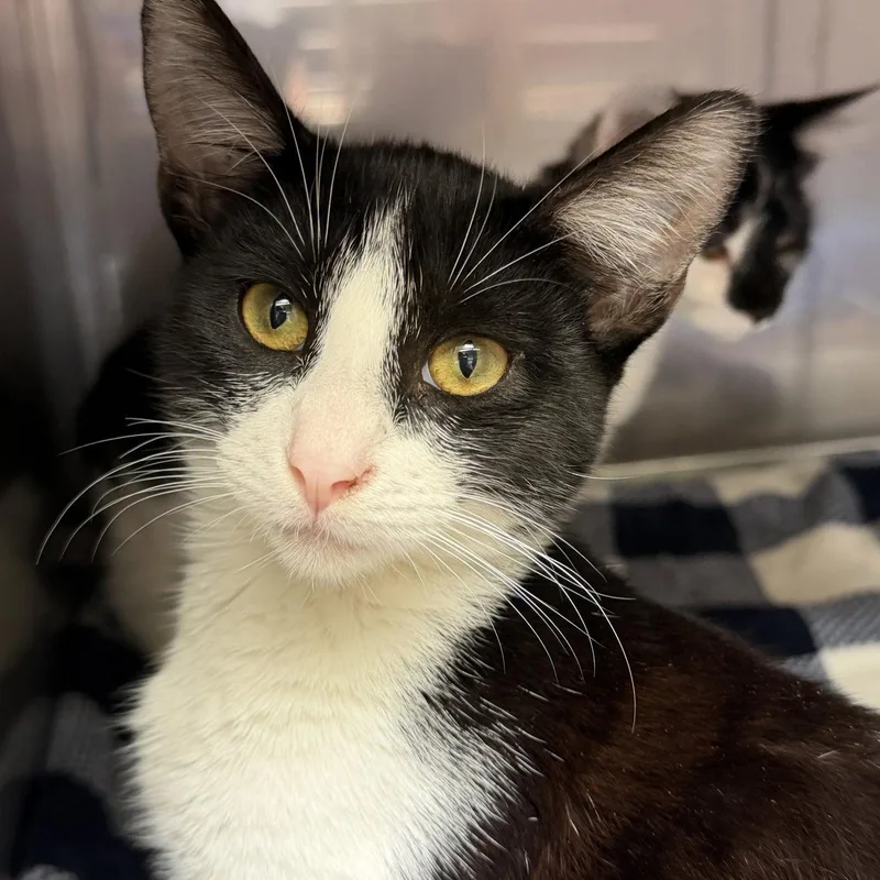 A baby medium-sized male Black Domestic Short Hair cat named Aiden for adoption in Oakland, CA