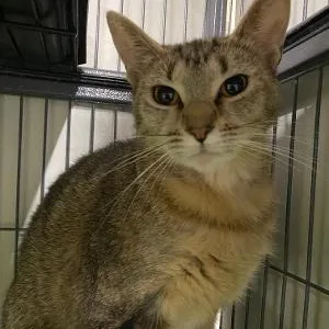 An adult medium-sized female Domestic Short Hair cat named Roxy for adoption in Kankakee, IL