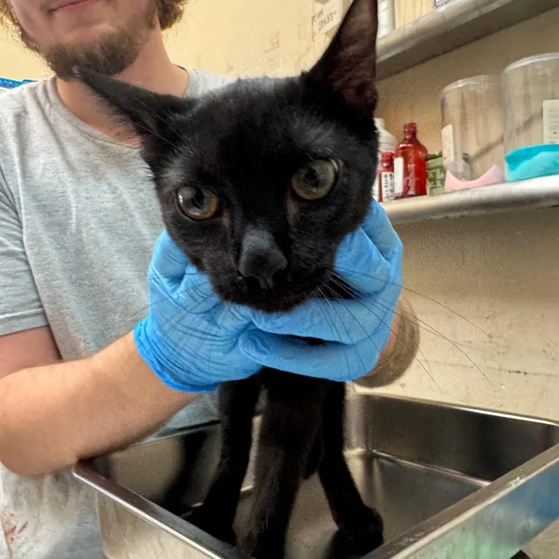 A young medium-sized male Domestic Short Hair cat named Jace for adoption in Birmingham, AL
