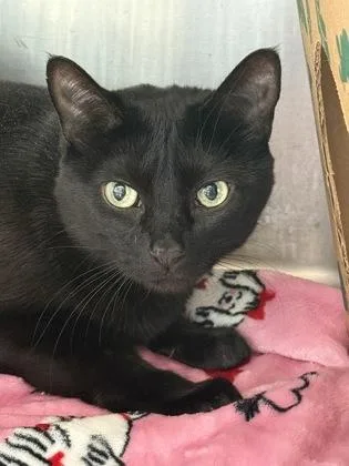 An adult medium-sized female Domestic Short Hair cat named Nyla for adoption in West Chester, PA