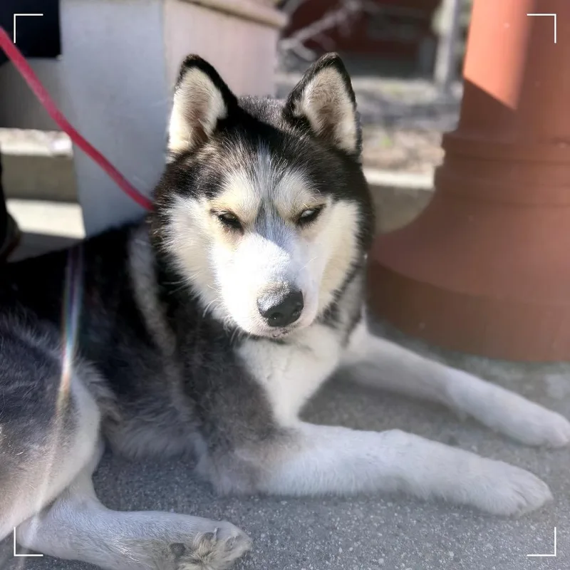 An adult large-sized male White / Cream Siberian Husky dog named Bentley for adoption in Upland, CA