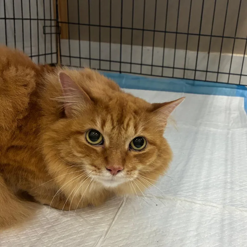 A senior large-sized male Orange / Red Domestic Long Hair cat named Mr Fuzzy Butt for adoption in Hattiesburg, MS